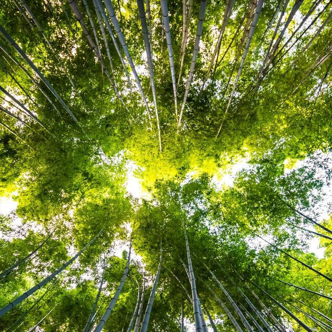 Estelle Zhong Mengual : L'art au secours de l'écologie Estelle Zhong Mengual : L'art au secours de l'écologie