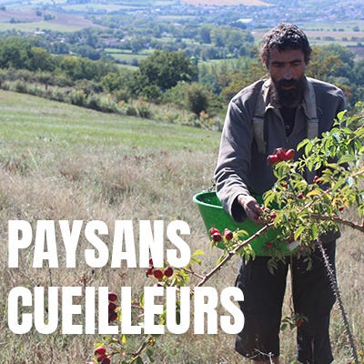 Les plantes des tisanes Biocoop : 100% origine France, évidemment ! Les plantes des tisanes Biocoop : 100% origine France, évidemment !